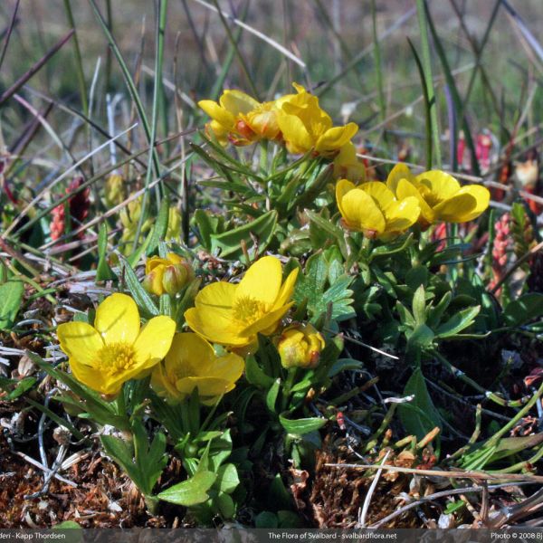 Ranunculus wilanderi 2 full