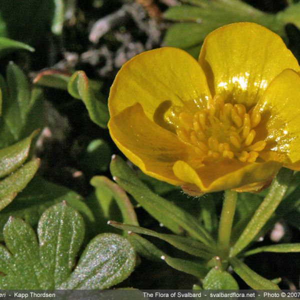 Ranunculus wilanderi close full