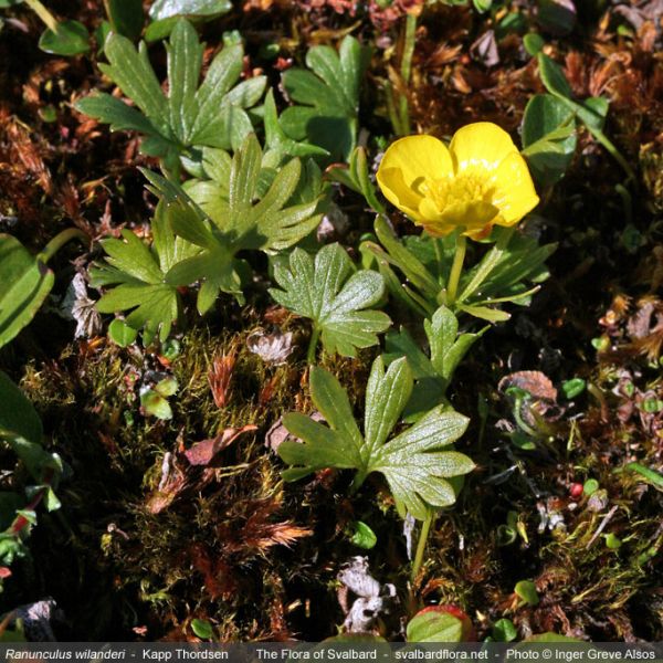 Ranunculus wilanderi whole full