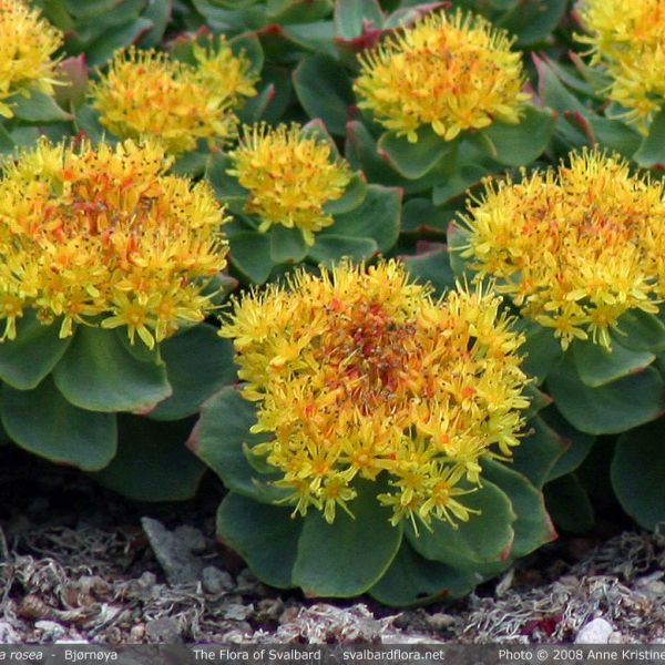 Rhodiola rosea close full