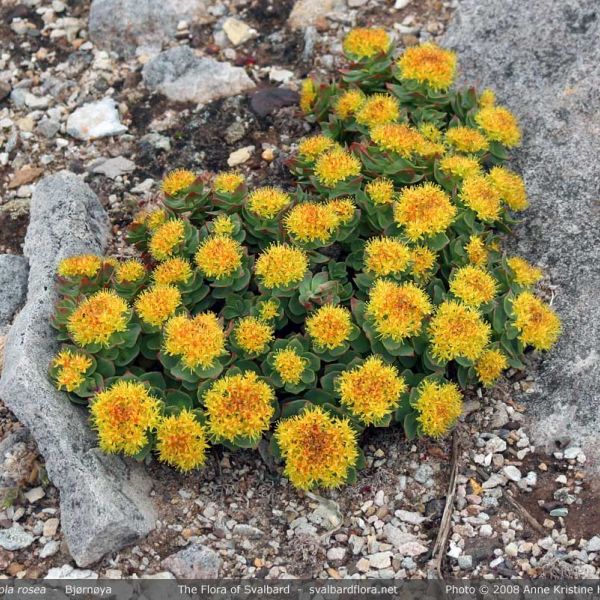 Rhodiola rosea whole full