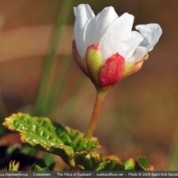 Rubus chamaemorus 2 full