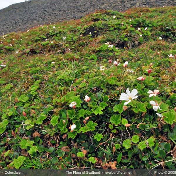 Rubus chamaemorus place full