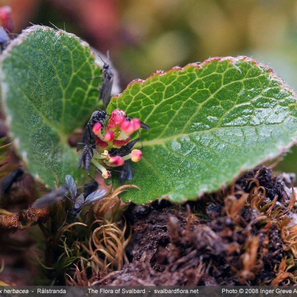 Salix herbacea 2 full