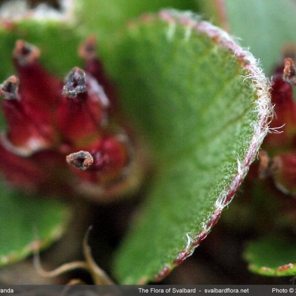 Salix herbacea 3 full