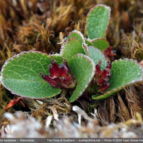 Salix herbacea close full