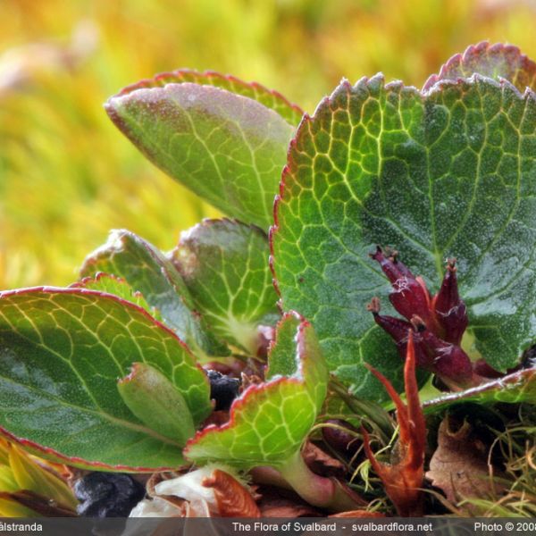 Salix herbacea whole full