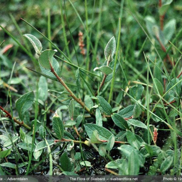 Salix lanata