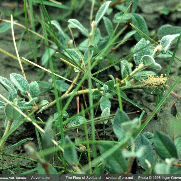 Salix lanata whole full