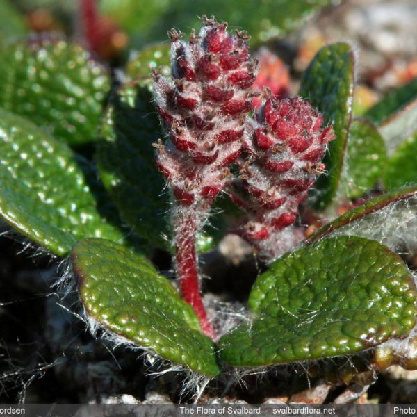 Salix reticulata close full