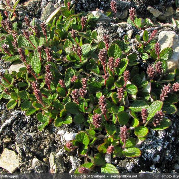 Salix reticulata