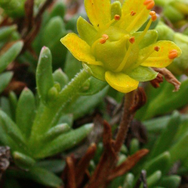 Saxifraga aizoides 1 full