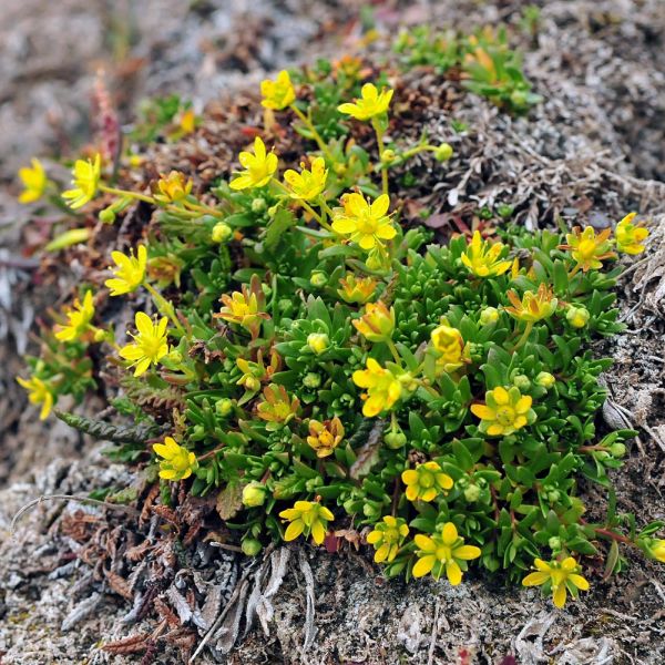 Saxifraga aizoides