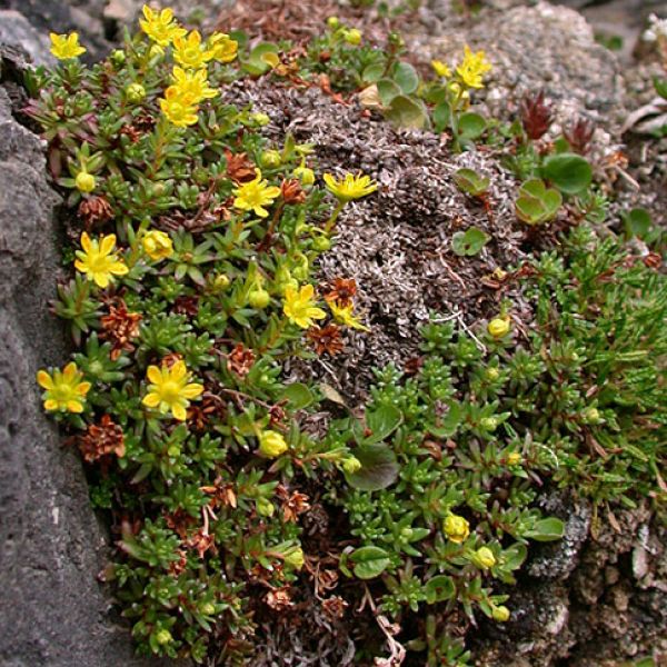 Saxifraga aizoides whole full