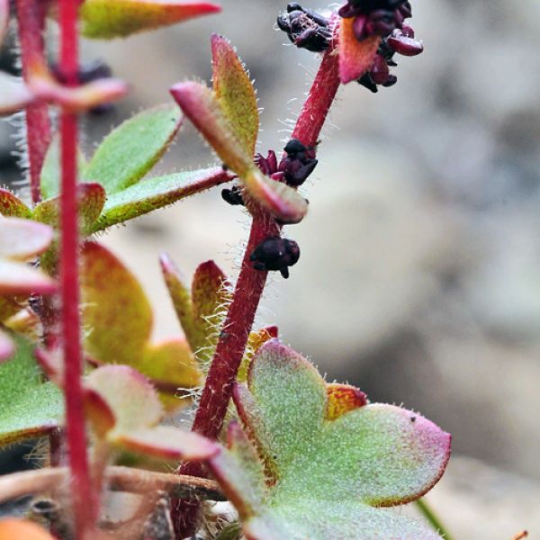 Saxifraga cernua 2 full