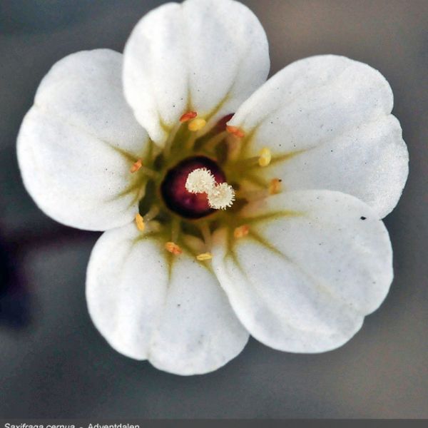 Saxifraga cernua close full