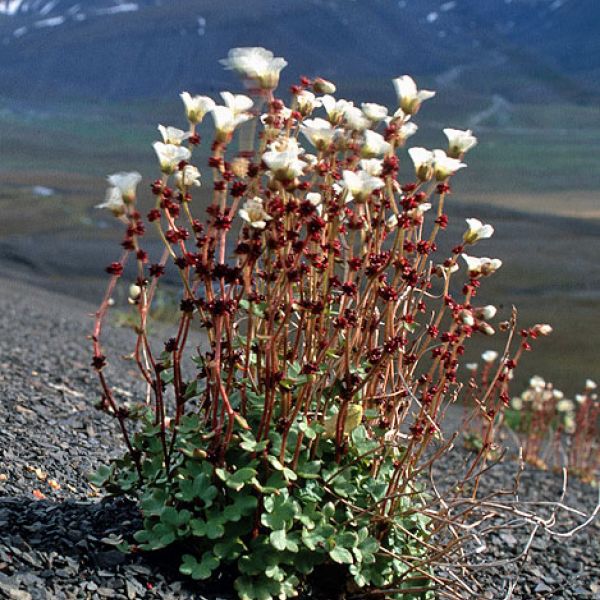 Saxifraga cernua