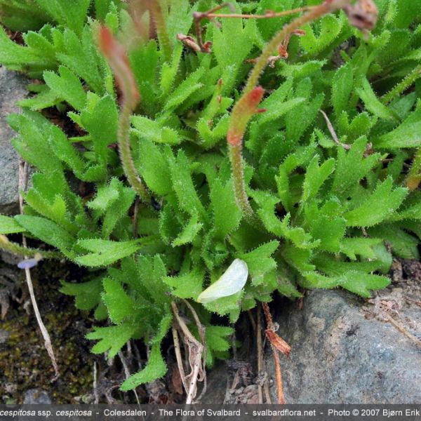 Saxifraga cespitosa 1 full