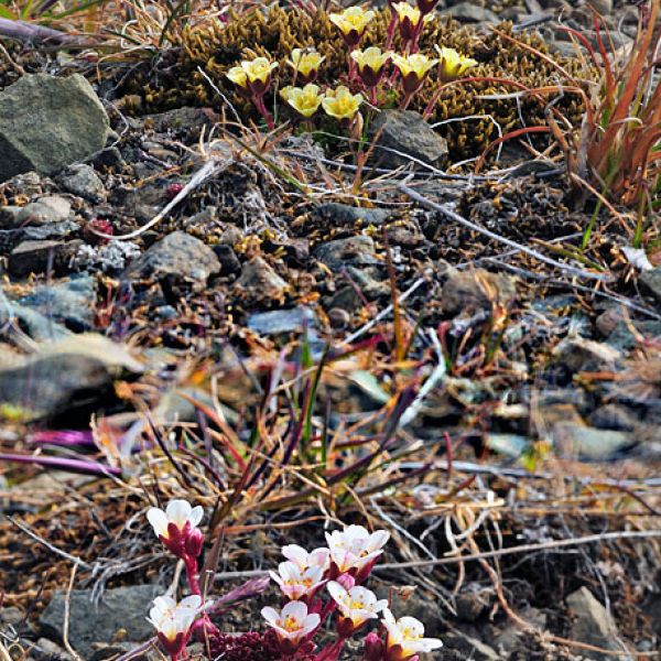 Saxifraga cespitosa 3 full