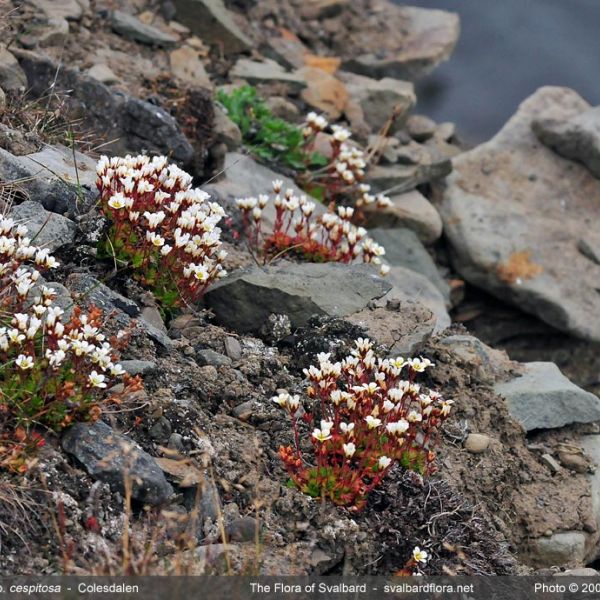 Saxifraga cespitosa place full