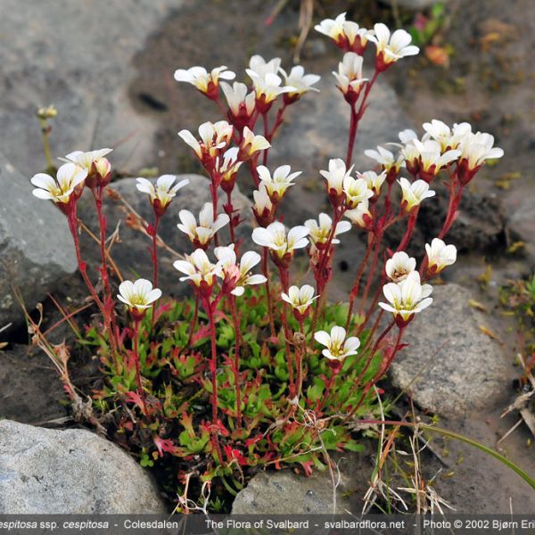 Saxifraga cespitosa