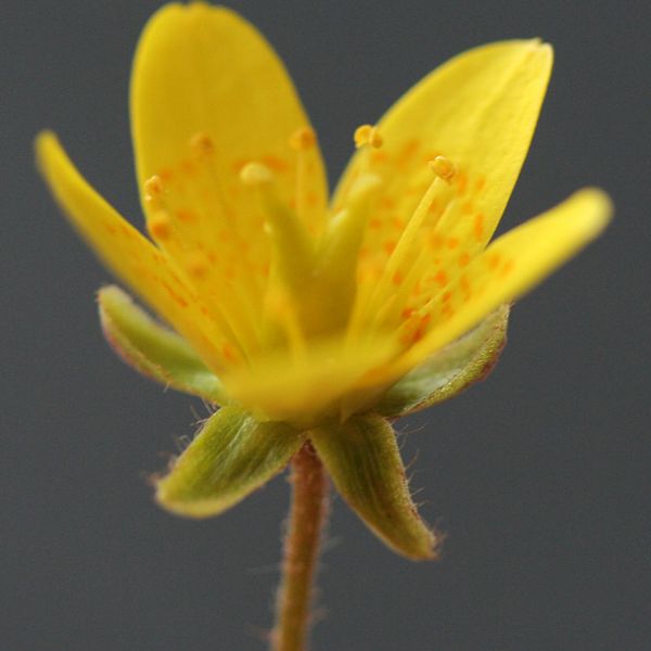 Saxifraga hirculus close full