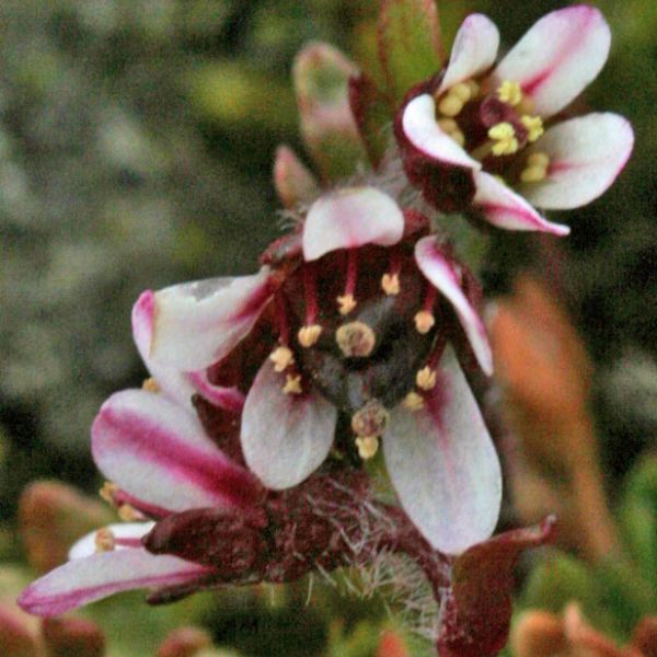 Saxifraga hyperborea close full