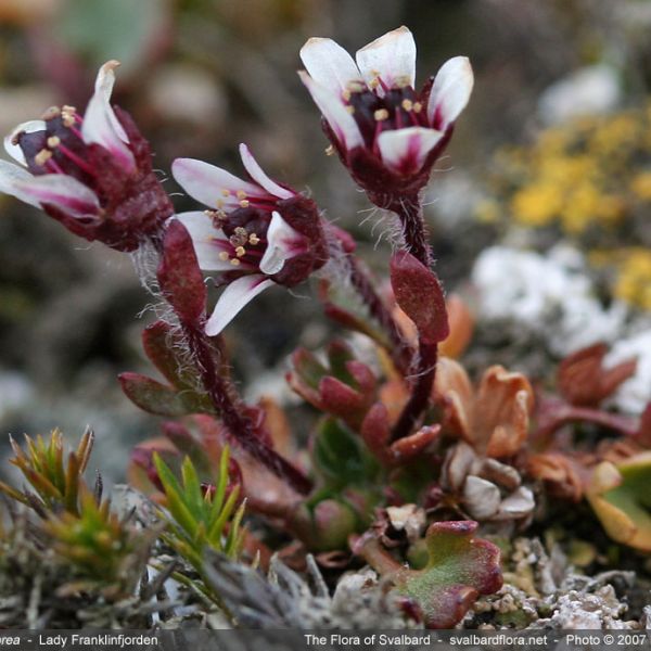 Saxifraga hyperborea whole full