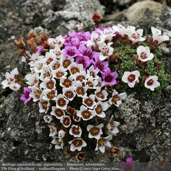 Saxifraga oppositifolia 1 full