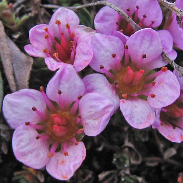 Saxifraga oppositifolia close full