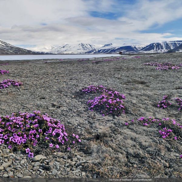 Saxifraga oppositifolia place full