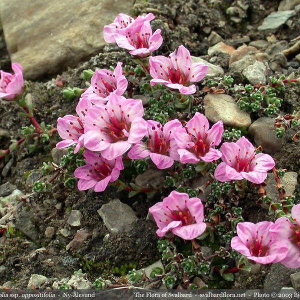 Saxifraga oppositifolia