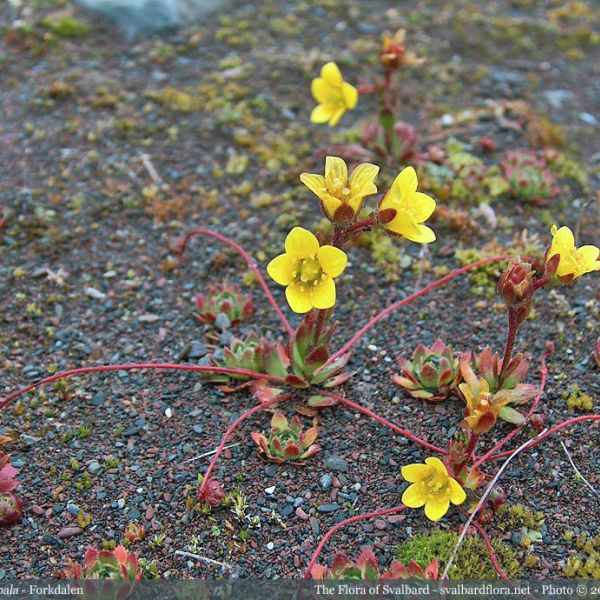 Saxifraga platysepala