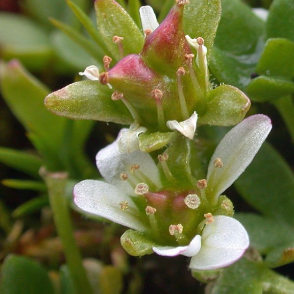 Saxifraga rivularis close full