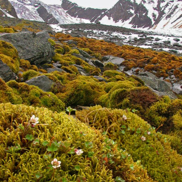 Saxifraga rivularis place full