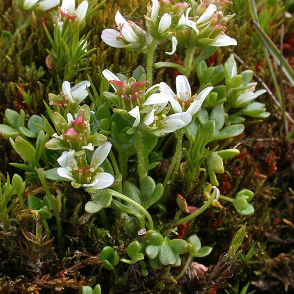 Saxifraga rivularis whole full