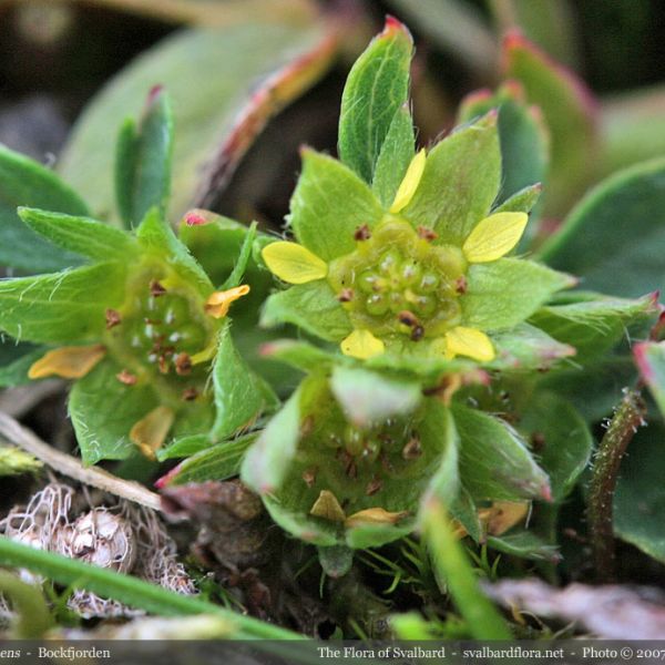 Sibbaldia procumbens close full