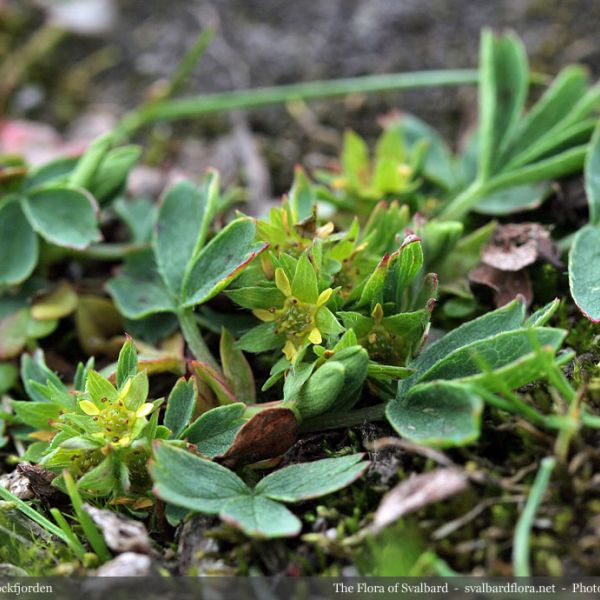 Sibbaldia procumbens whole full