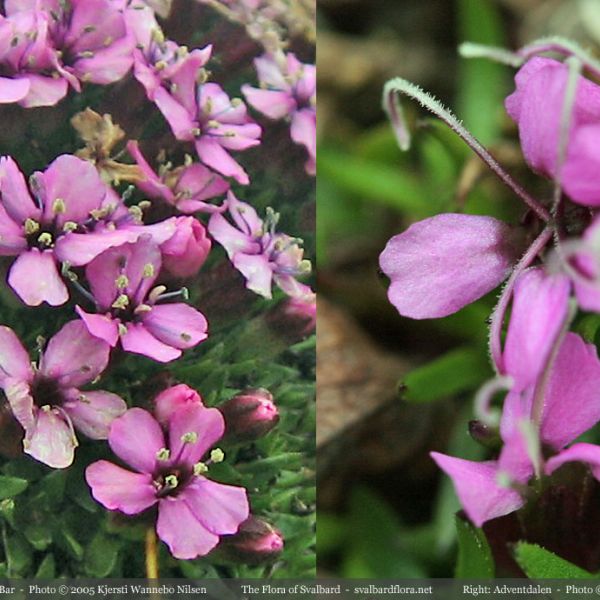 Silene acaulis close full