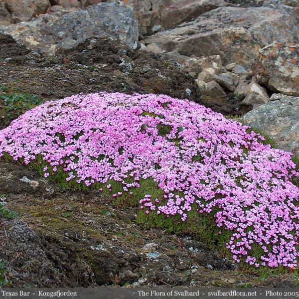 Silene acaulis whole full