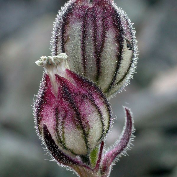 Silene involucrata furcata 1 full