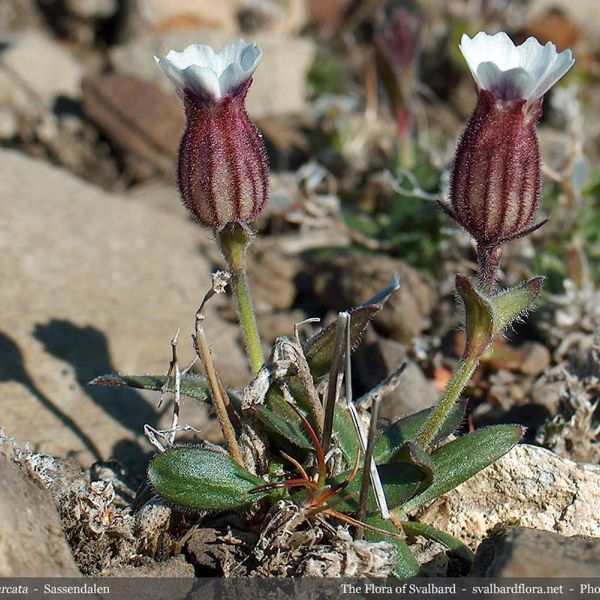 Silene involucrata ssp. furcata