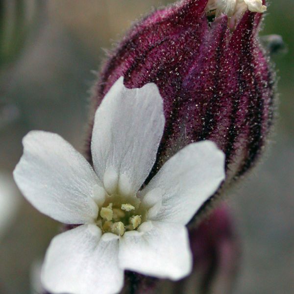 Silene involucrata furcata close full