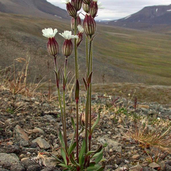 Silene involucrata furcata whole full