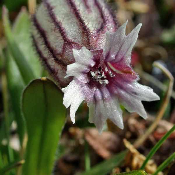 Silene uralensis arctica close full