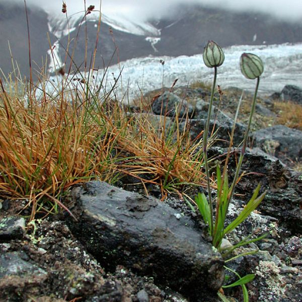 Silene uralensis arctica place full