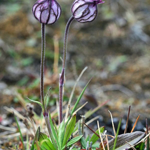 Silene uralensis arctica whole full