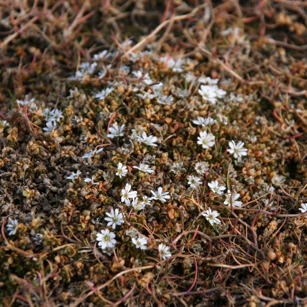 Stellaria humifusa IGA