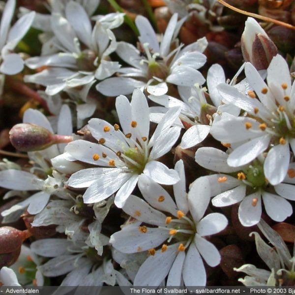 Stellaria humifusa close full