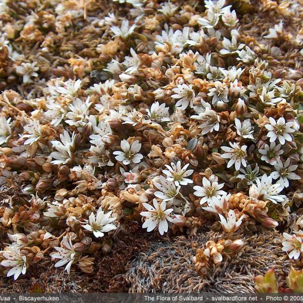 Stellaria humifusa whole full